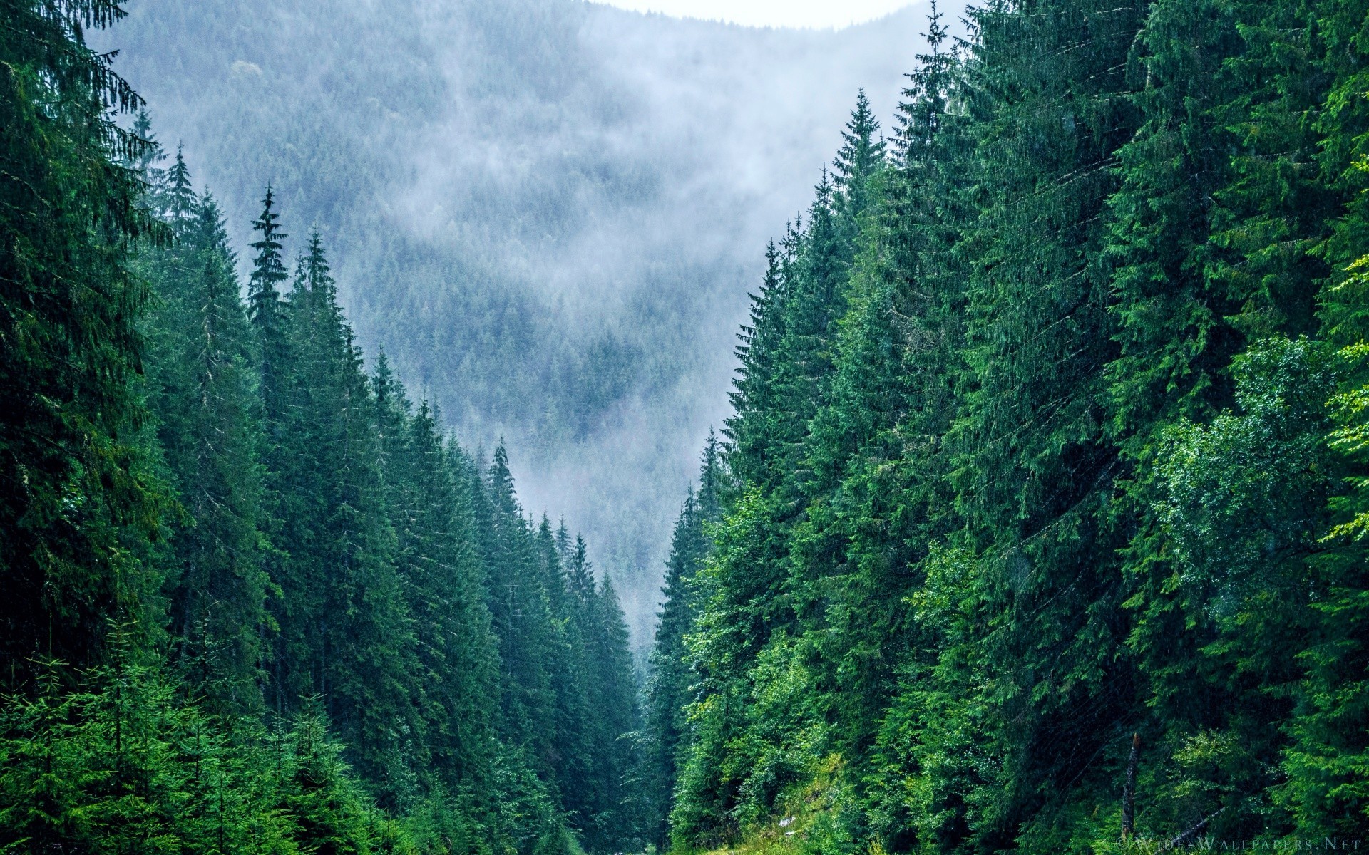 europe bois bois nature conifères à l extérieur montagnes evergreen paysage scénique voyage été lumière du jour