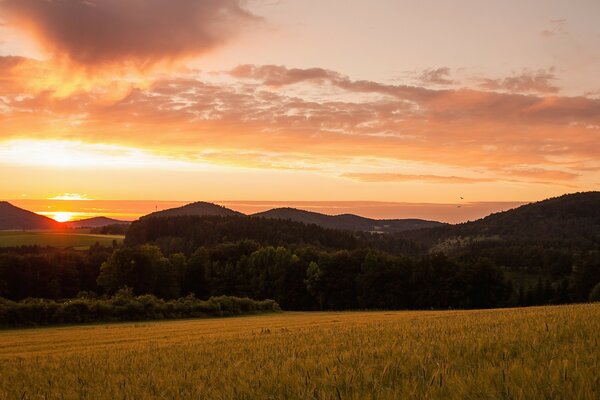 Goldenes Feld im Hintergrund des Waldes im Licht der Sonnenuntergangssonne