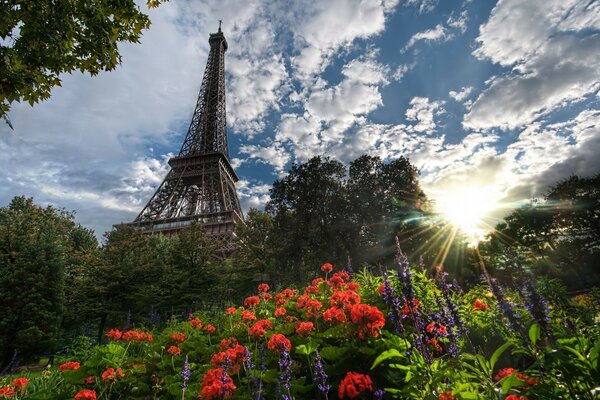 Magnífico paisaje floral de la magia