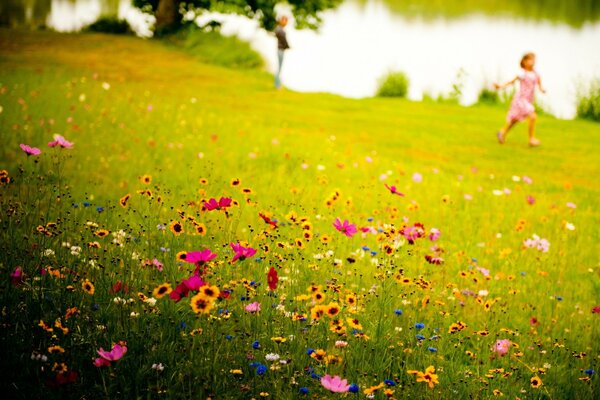 European summer grass with flowers