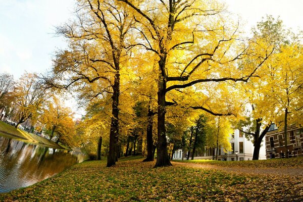 Bäume im Park im Herbst