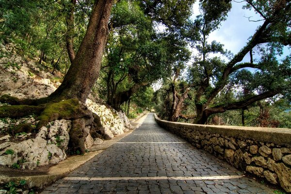 Estrada de pavers ao longo da floresta