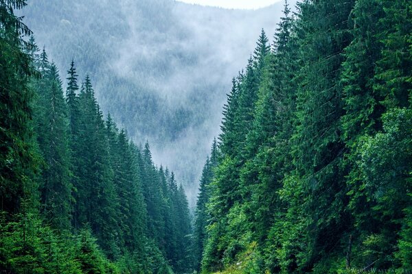 Nebel im bergigen Nadelwald