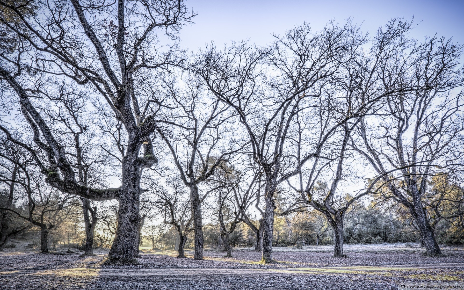 europa árbol paisaje temporada madera naturaleza rama parque roble otoño tronco paisaje escena rural hoja escénico medio ambiente buen tiempo soleado campo guía