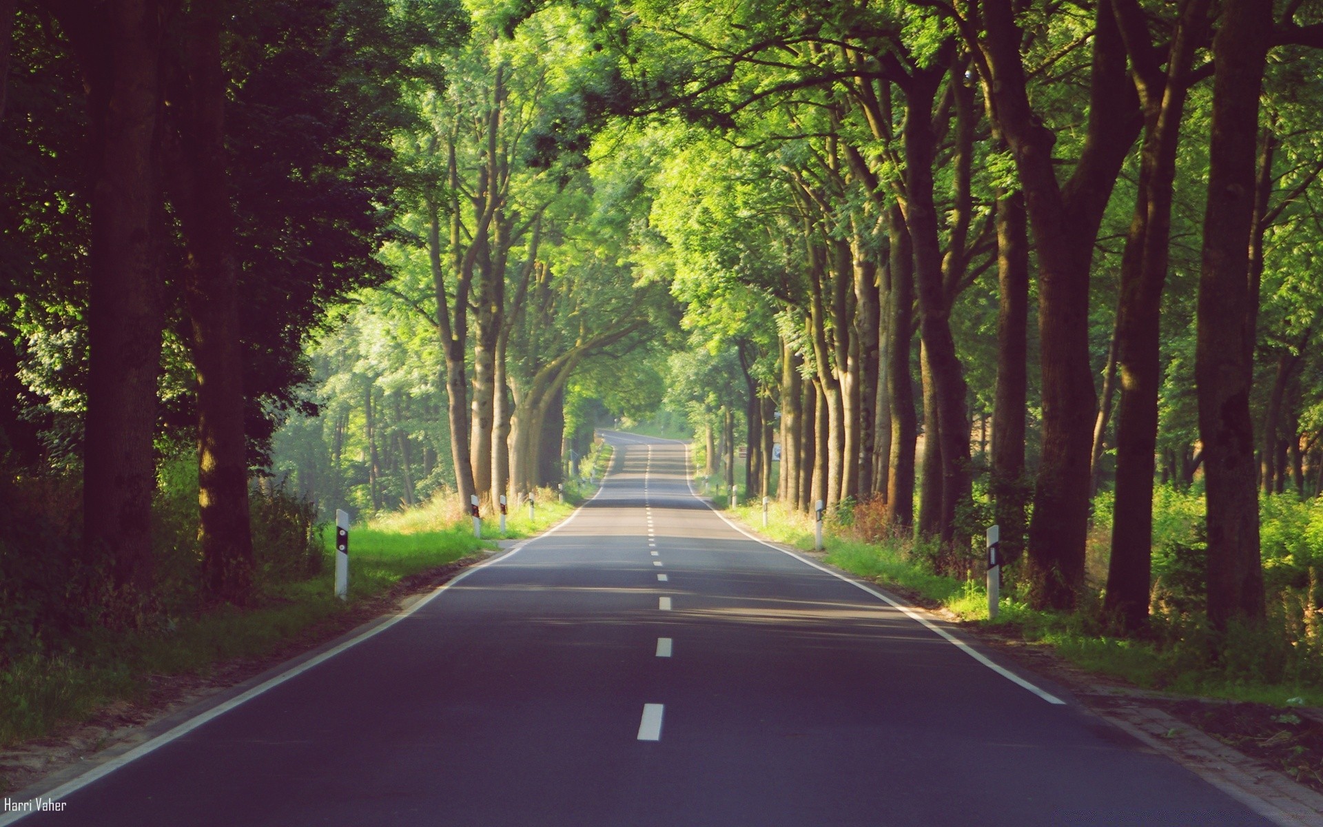 europe road guidance tree asphalt wood lane landscape leaf perspective nature outdoors environment park transportation system highway dawn drive light countryside