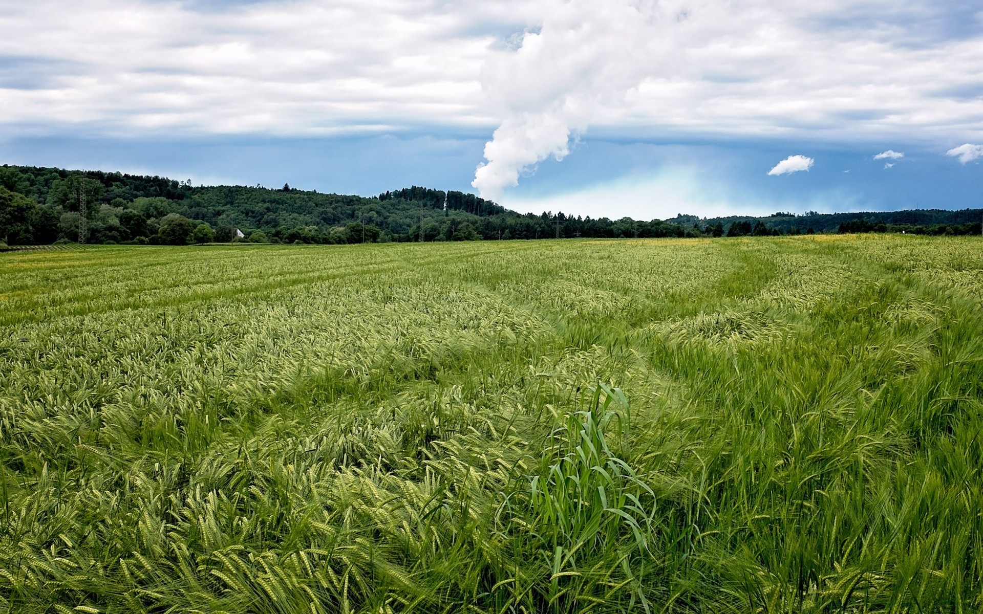 europa campo agricoltura rurale pascolo fattoria cereali paesaggio erba grano campagna fieno paese raccolto estate crescita suolo natura terreno agricolo flora