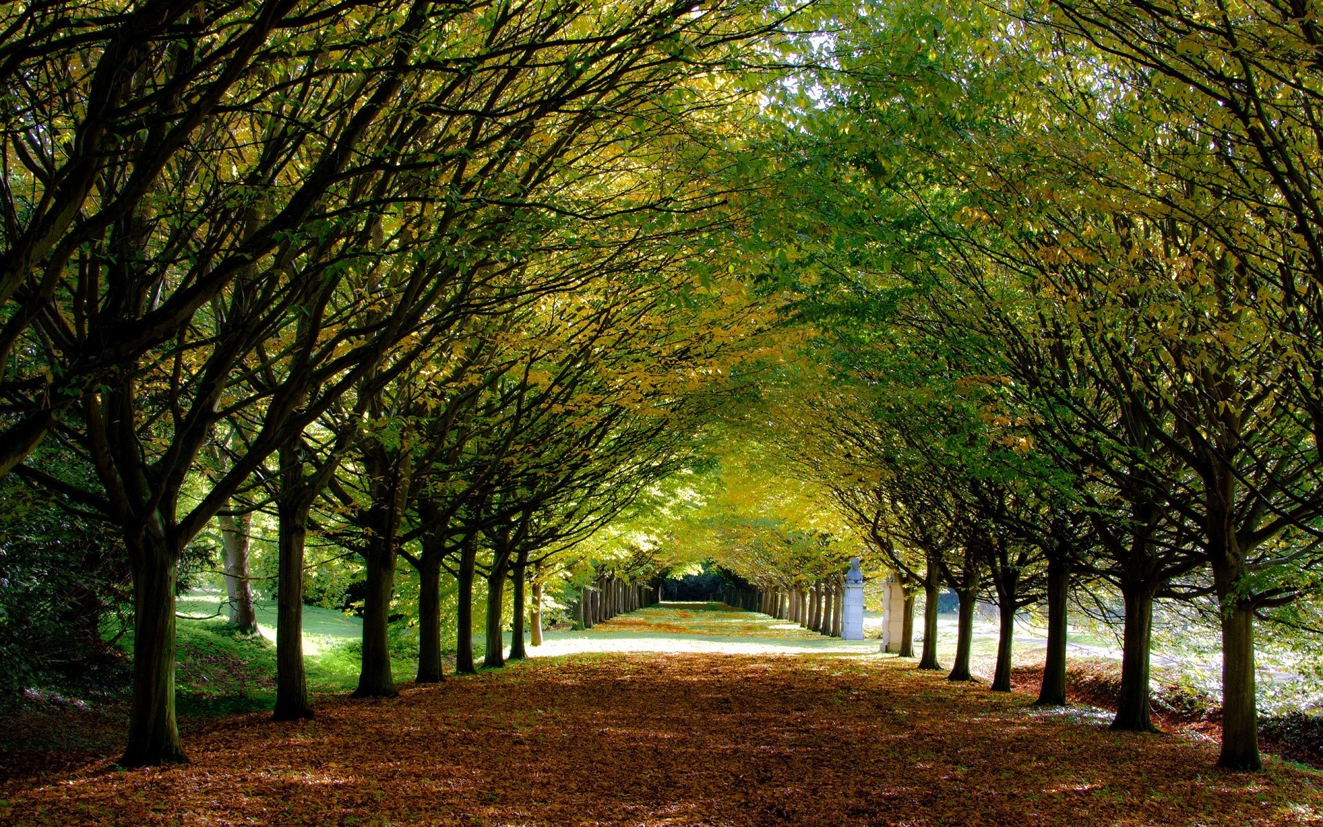 l europe automne arbre feuille parc bois paysage aube nature brouillard soleil brouillard branche manuel lumière beau temps ruelle route à l extérieur