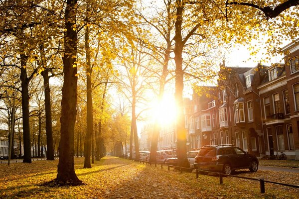 Parque de otoño al atardecer paisaje