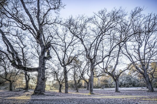 Alberi secchi nella foresta in primavera