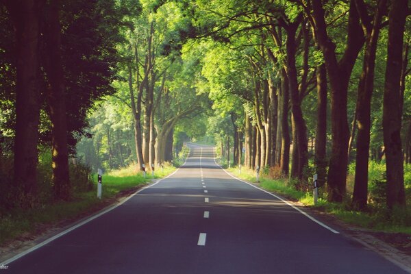 Straße im Wald bei sonnigem Wetter