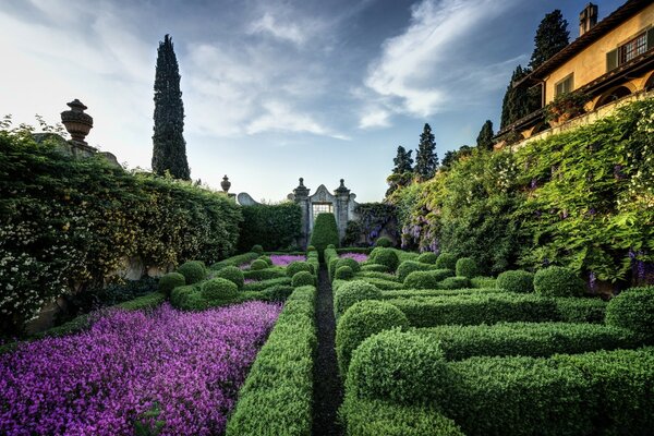 European garden with purple flowers