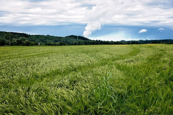 A green field with mountains on the horizon