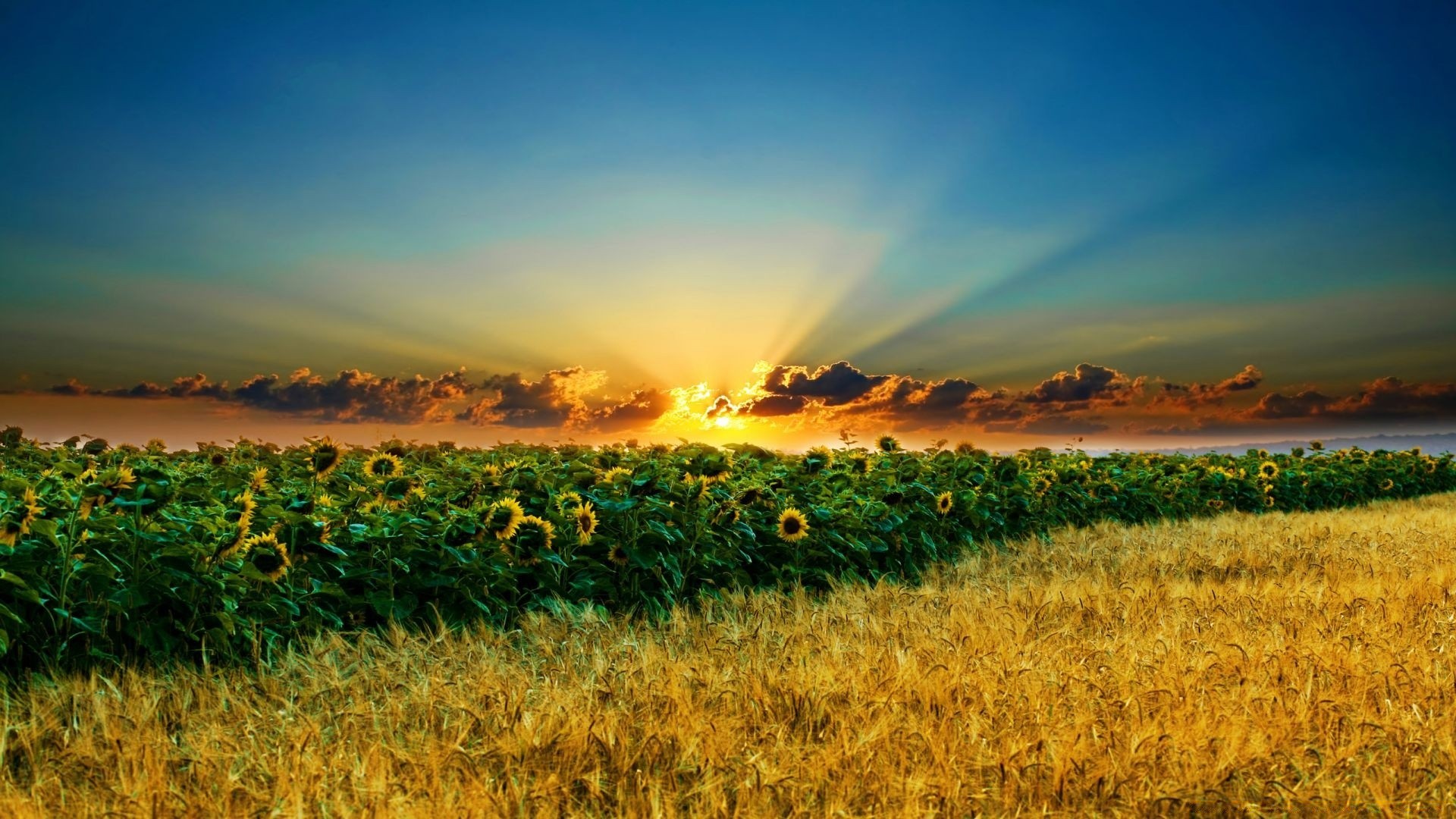 landscapes agriculture landscape farm field sunset rural pasture sky crop dawn nature countryside sun cropland wheat cereal corn country fair weather