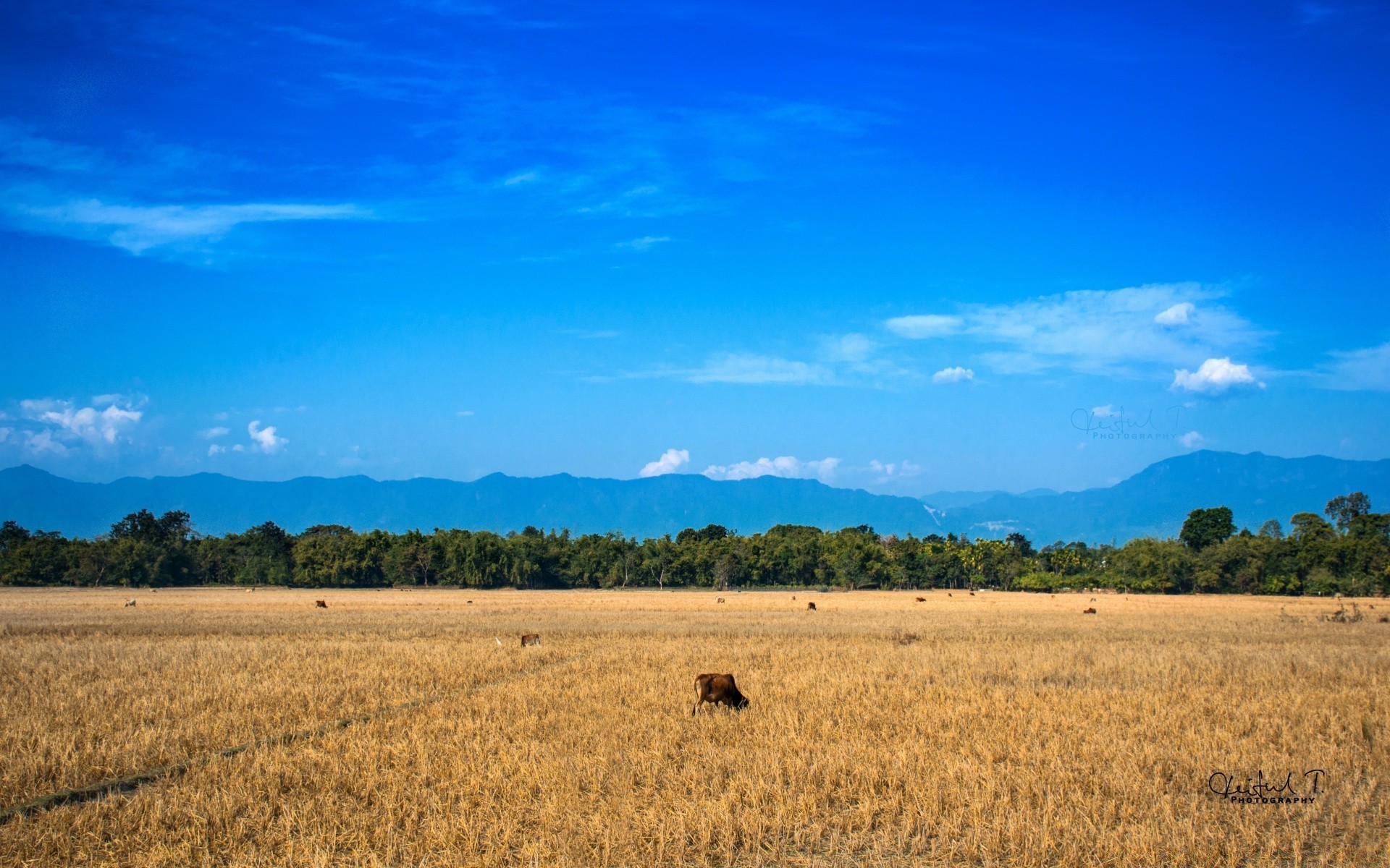 paesaggio agricoltura natura all aperto grano paesaggio cielo pascolo rurale campagna estate campo cereali bel tempo terreno coltivato fattoria raccolto