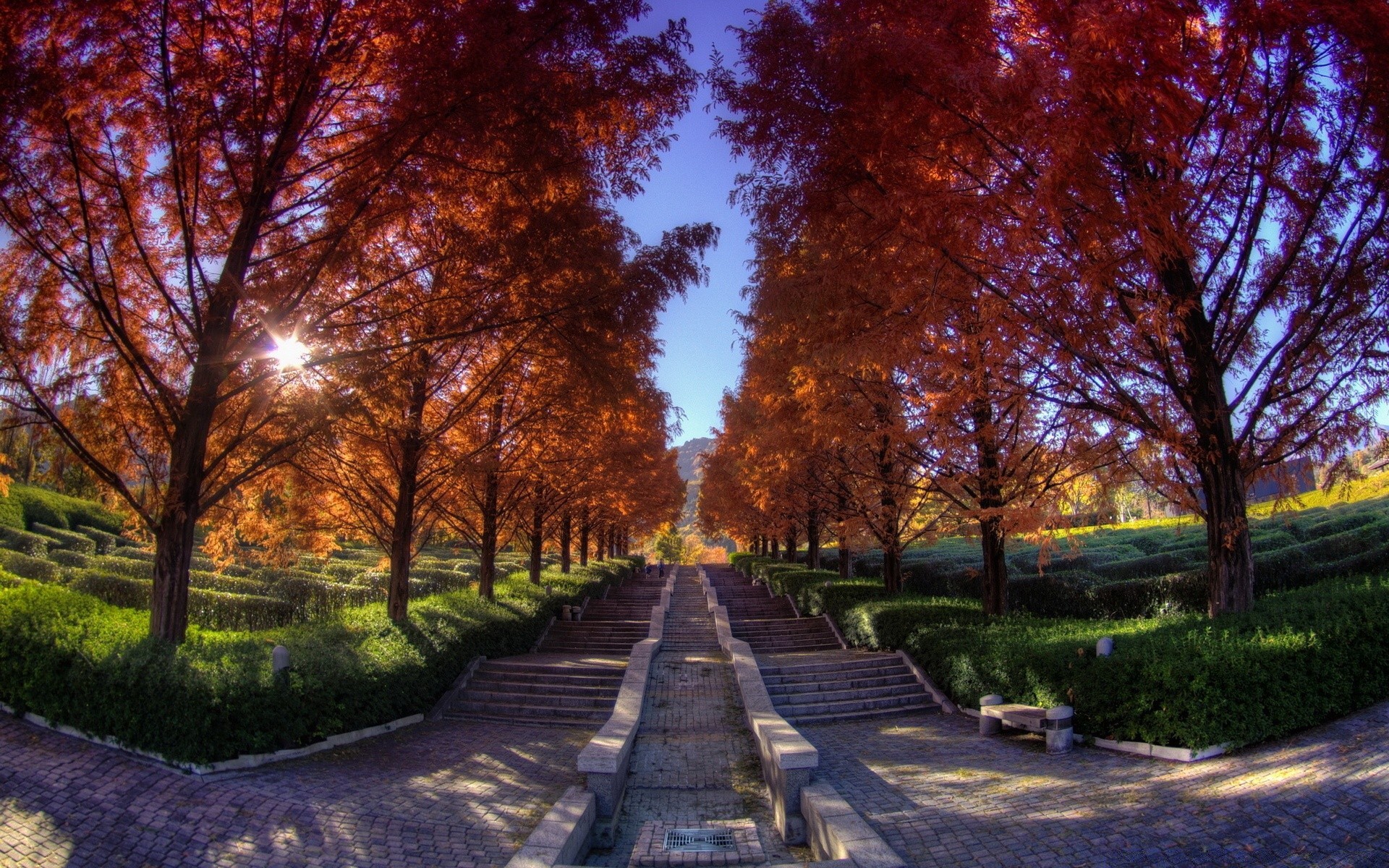 paesaggio albero guida autunno strada foglia parco paesaggio legno all aperto natura bel tempo scenico stagione sentiero rurale alba campagna vicolo vicolo