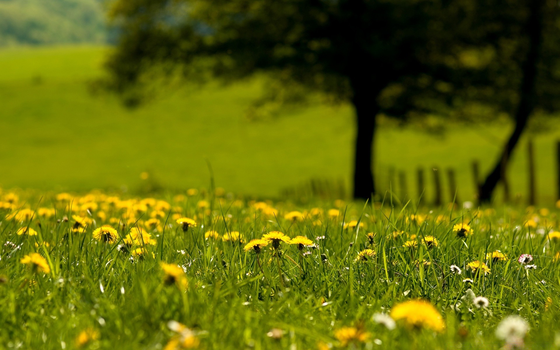 paysage herbe foin champ rural nature pissenlit été fleur soleil flore croissance pelouse beau temps paysage pâturage pays saison campagne scène