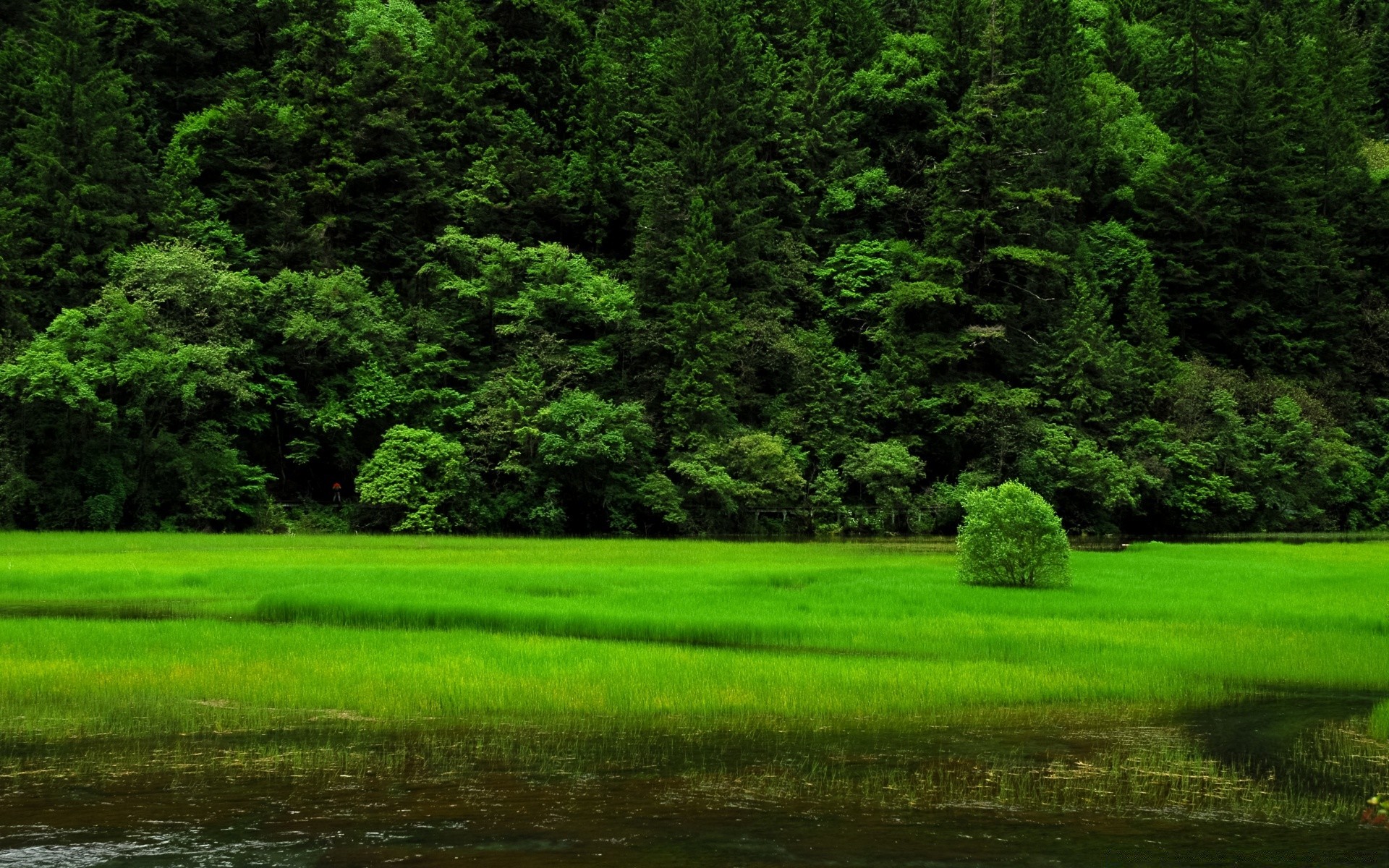 landscapes landscape tree nature wood grass scenic golf outdoors summer hayfield environment idyllic leaf