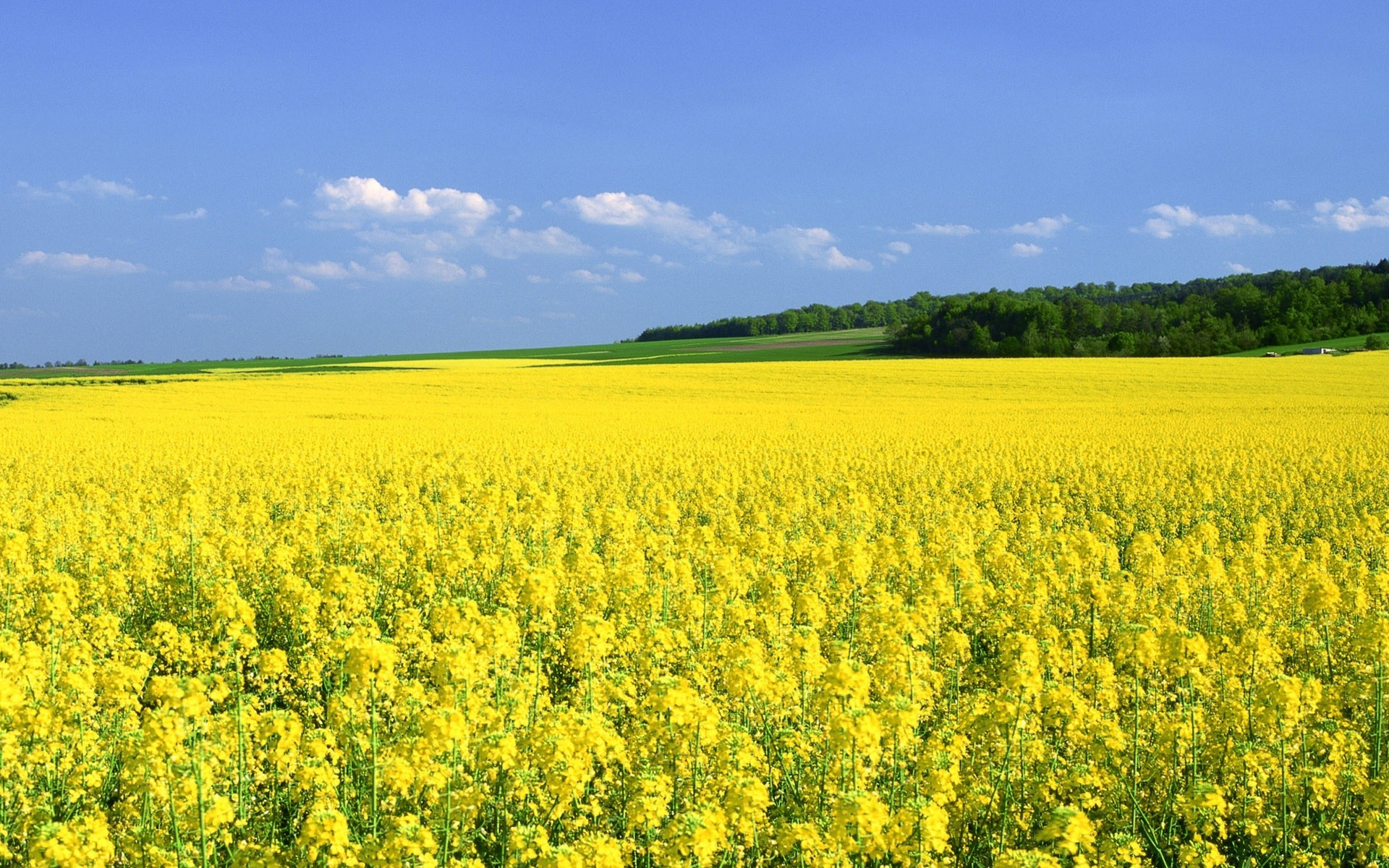 landscapes agriculture field crop landscape farm rural oil countryside nature flower sky oilseed summer farmland outdoors flora pasture hayfield fair weather