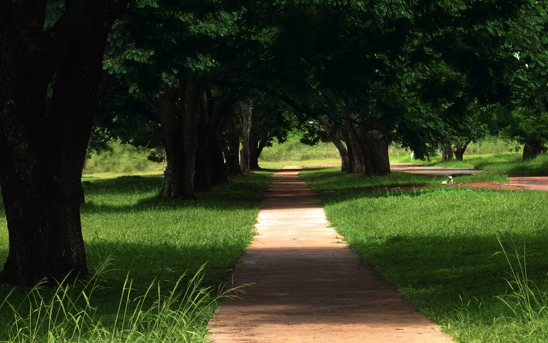 paisagens árvore grama paisagem parque natureza guia folha ao ar livre jardim gramado ambiente madeira estrada exuberante verão banco