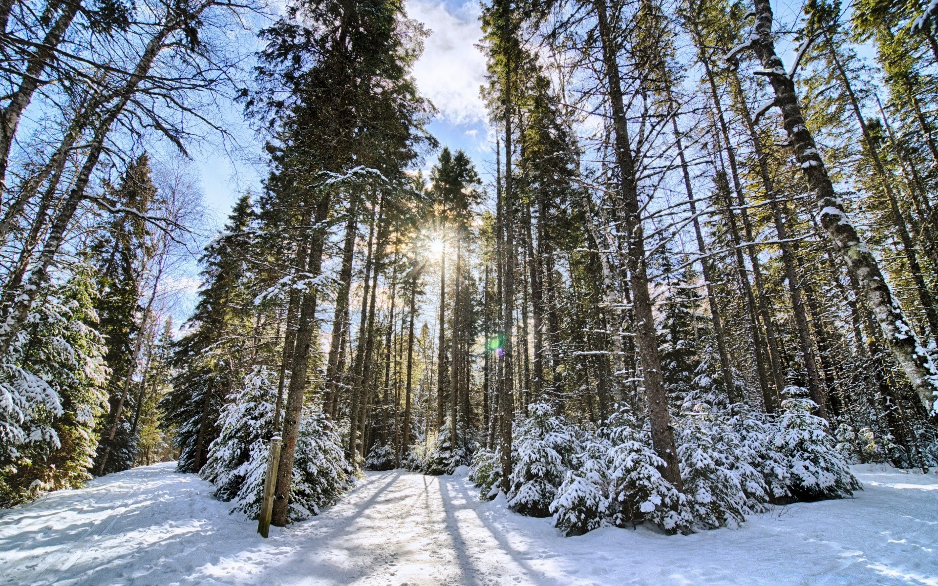 paysage neige bois hiver arbre paysage saison gel froid nature pin congelé beau temps scénique glace scène météo branche sapin extérieur parc