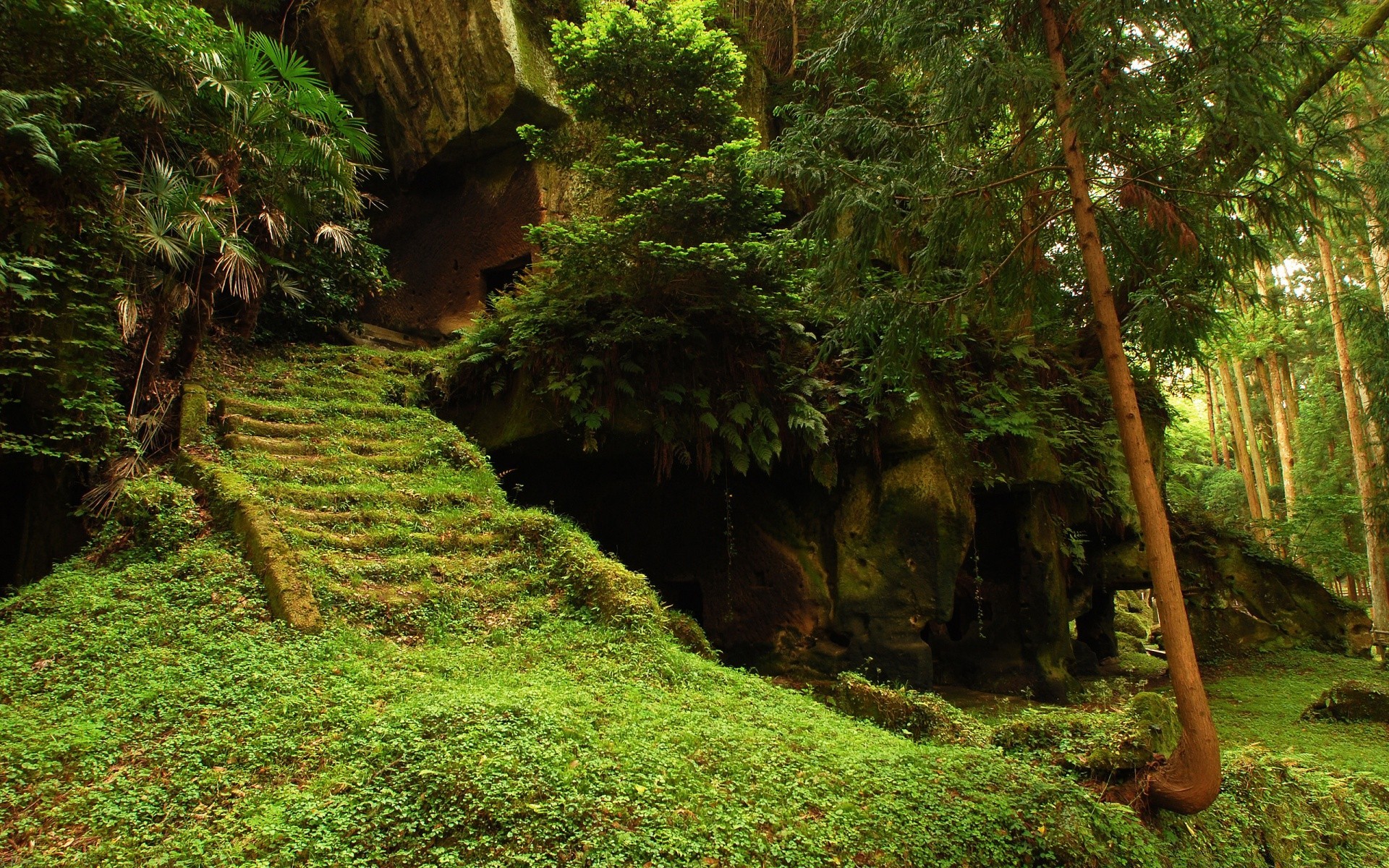 landscapes wood tree nature leaf outdoors landscape park travel rainforest lush environment daylight scenic summer trail guidance hike fern flora