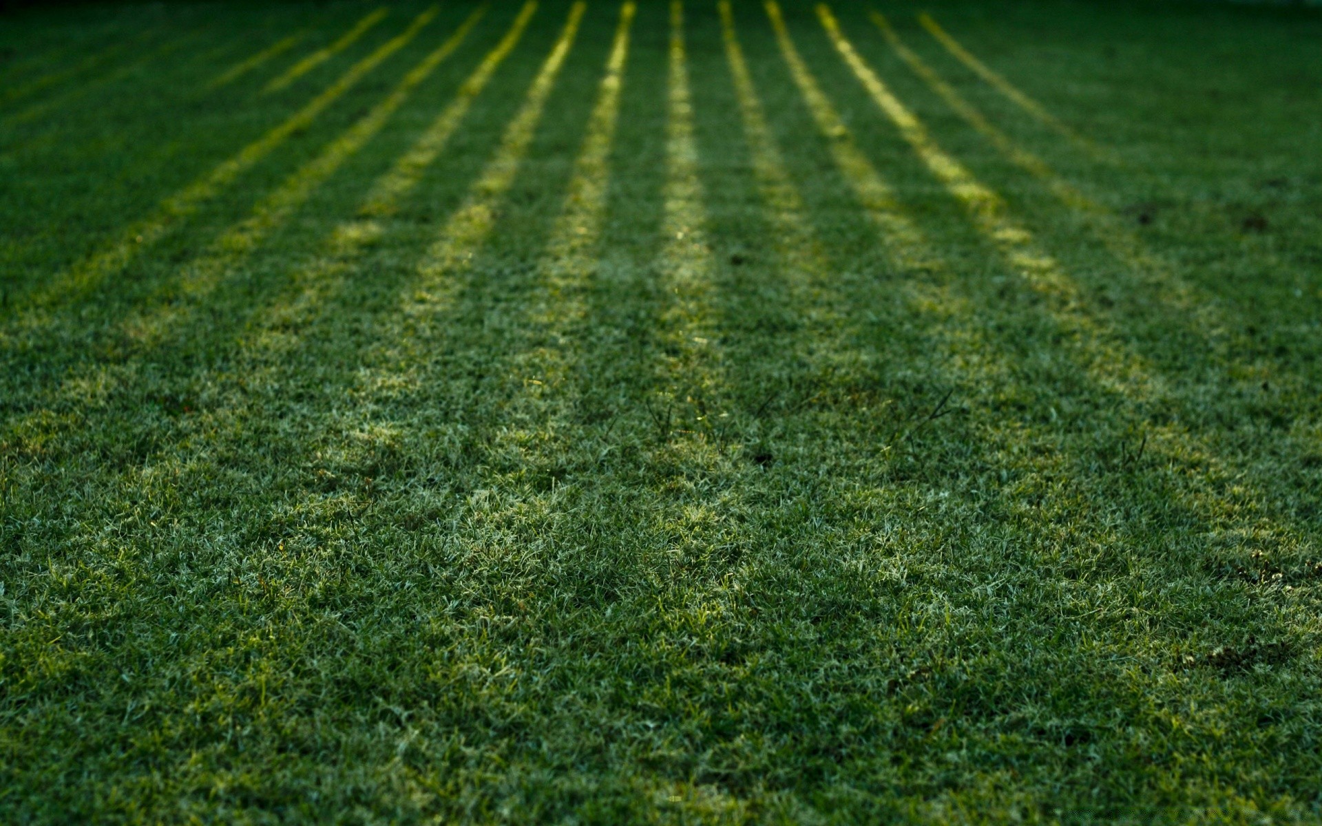 paisagens crescimento área de trabalho agricultura campo natureza grama ao ar livre solo paisagem fazenda flora terras cultivadas