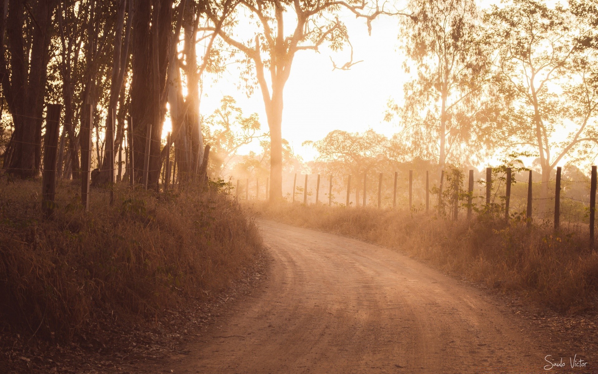 landscapes tree landscape wood road dawn fog light park mist nature winter weather environment fall outdoors fair weather guidance shadow branch