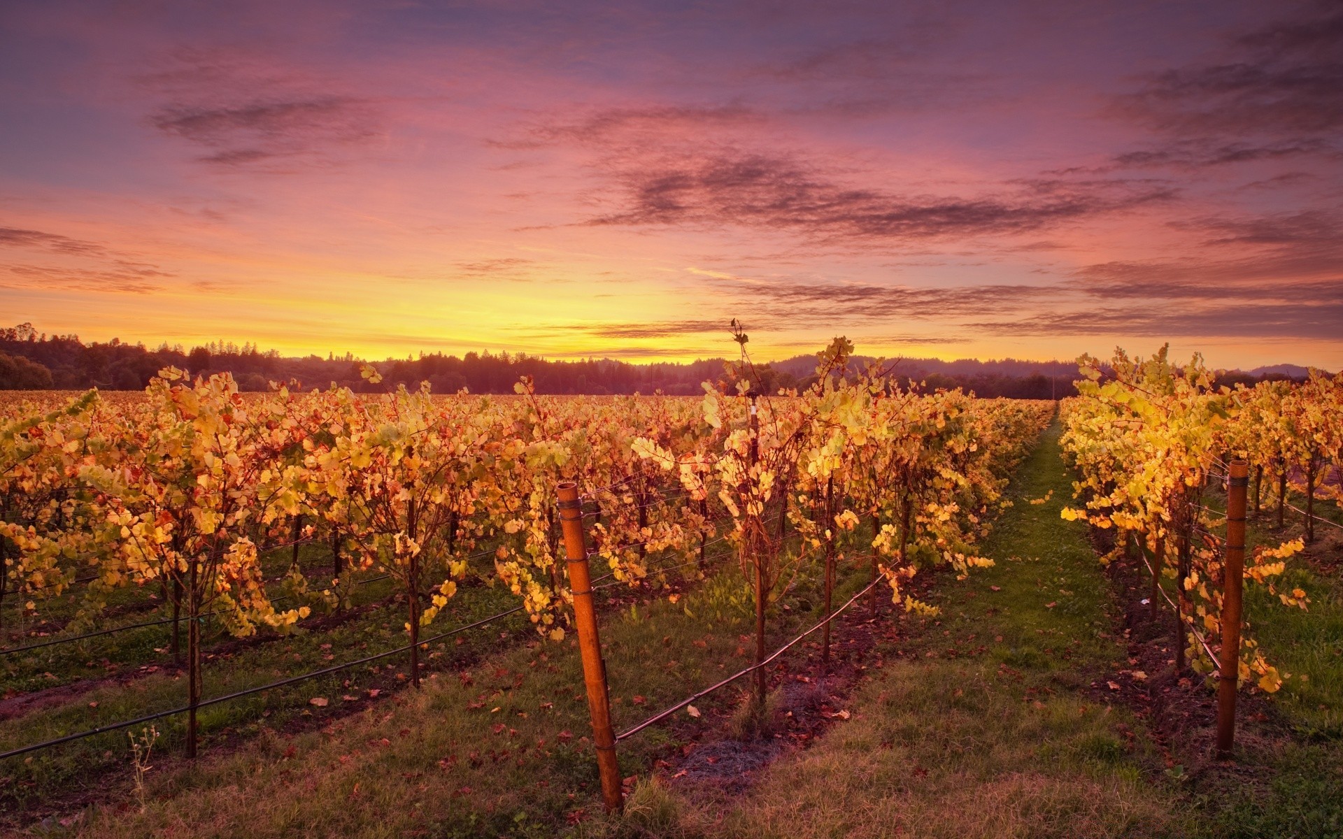 landscapes fall landscape vineyard tree nature vine outdoors leaf season scenic winery countryside grapevine wood wine rural flora agriculture field