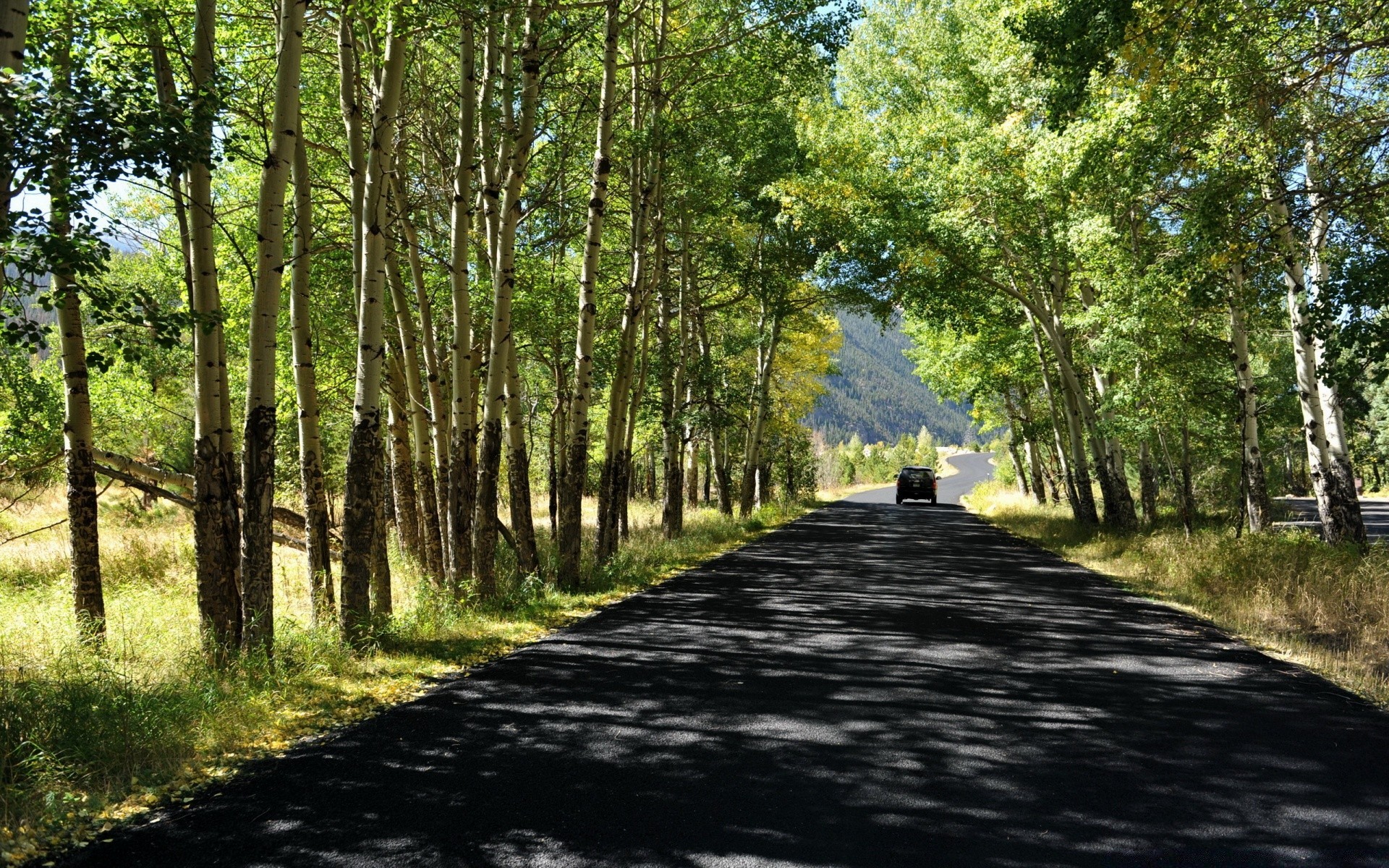 landscapes wood landscape guidance road tree nature park leaf rural footpath country environment summer season grass fair weather flora scene lane sun