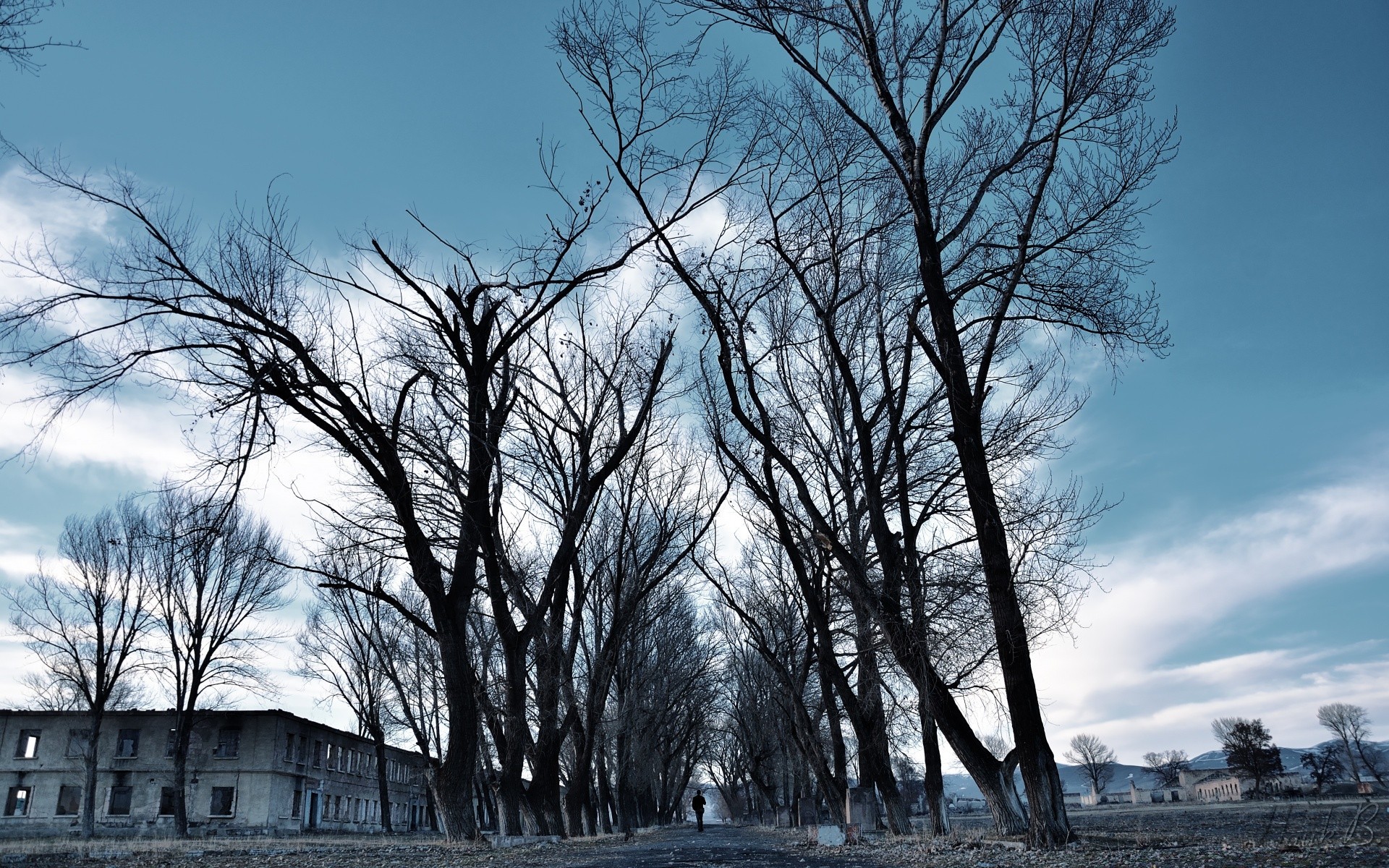 landscapes tree winter nature wood landscape outdoors snow weather dawn frost fog park branch season cold fall