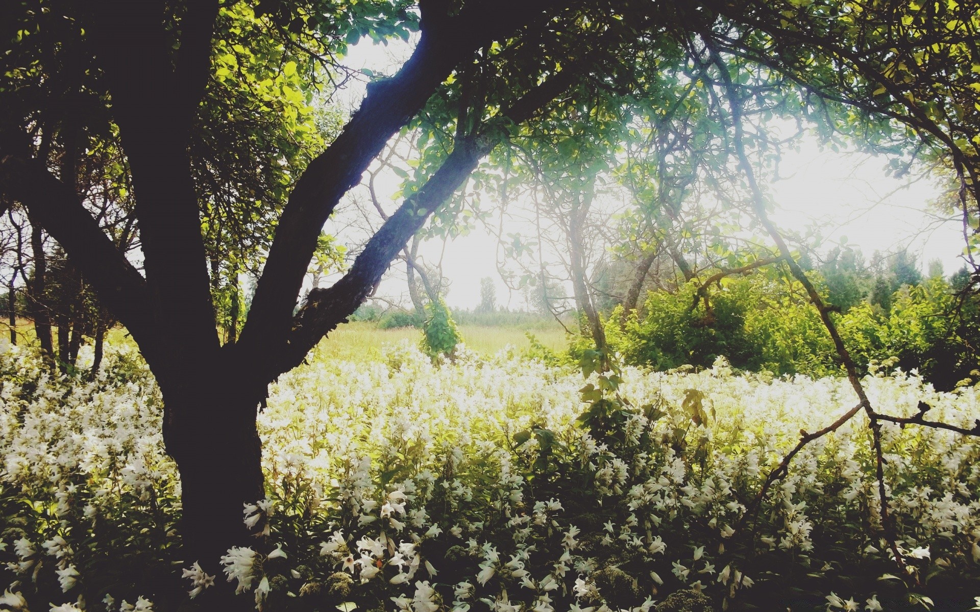 manzara ağaç doğa manzara ahşap flora sezon şube çiçek yaprak büyüme açık havada park şafak bahçe çevre güzel hava doğal güneş yaz