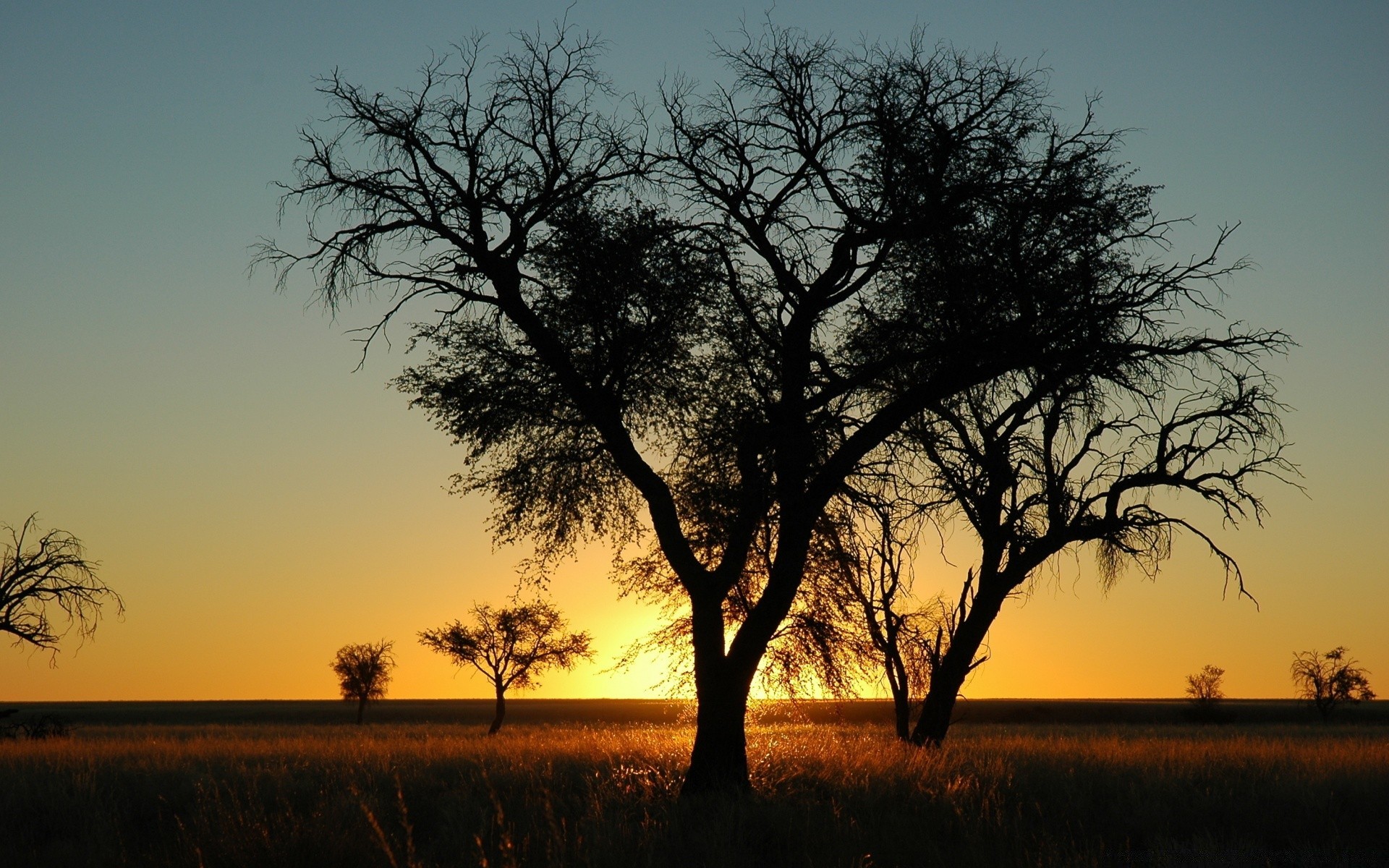 paisaje árbol paisaje amanecer atardecer iluminado naturaleza silueta noche solo sol madera cielo al aire libre niebla día niebla crepúsculo roble