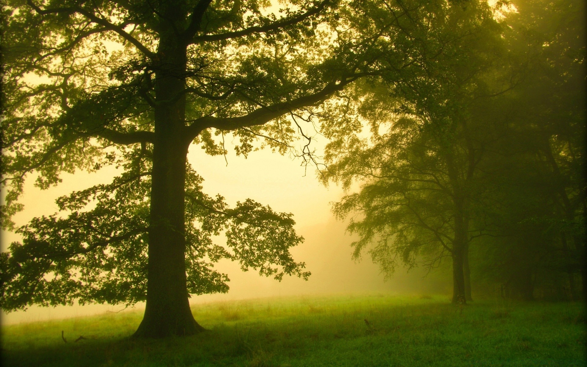 paysage arbre paysage brouillard bois brouillard nature soleil aube beau temps branche rétro-éclairé feuille lumière luxuriante parc scénique automne à l extérieur sanbim