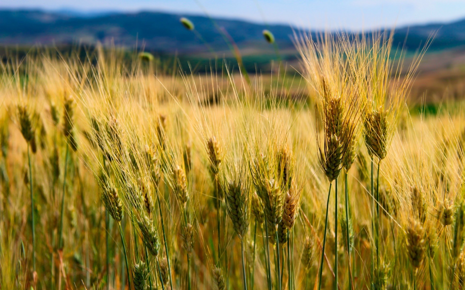 landscapes cereal wheat pasture corn rural field bread straw rye crop farm countryside seed agriculture summer barley farmland growth sun