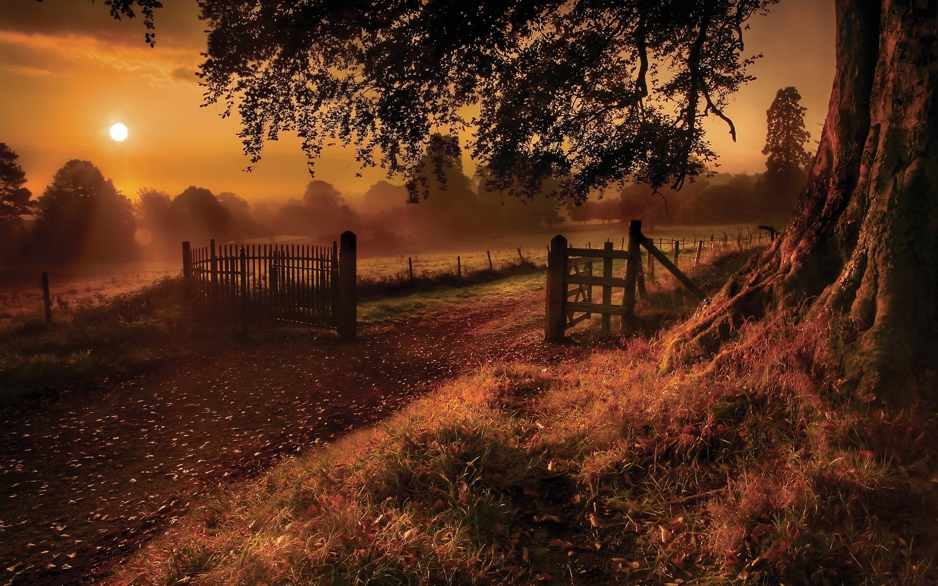 landscapes sunset dawn landscape tree light evening sun sky wood fall nature dusk fence fog water mist