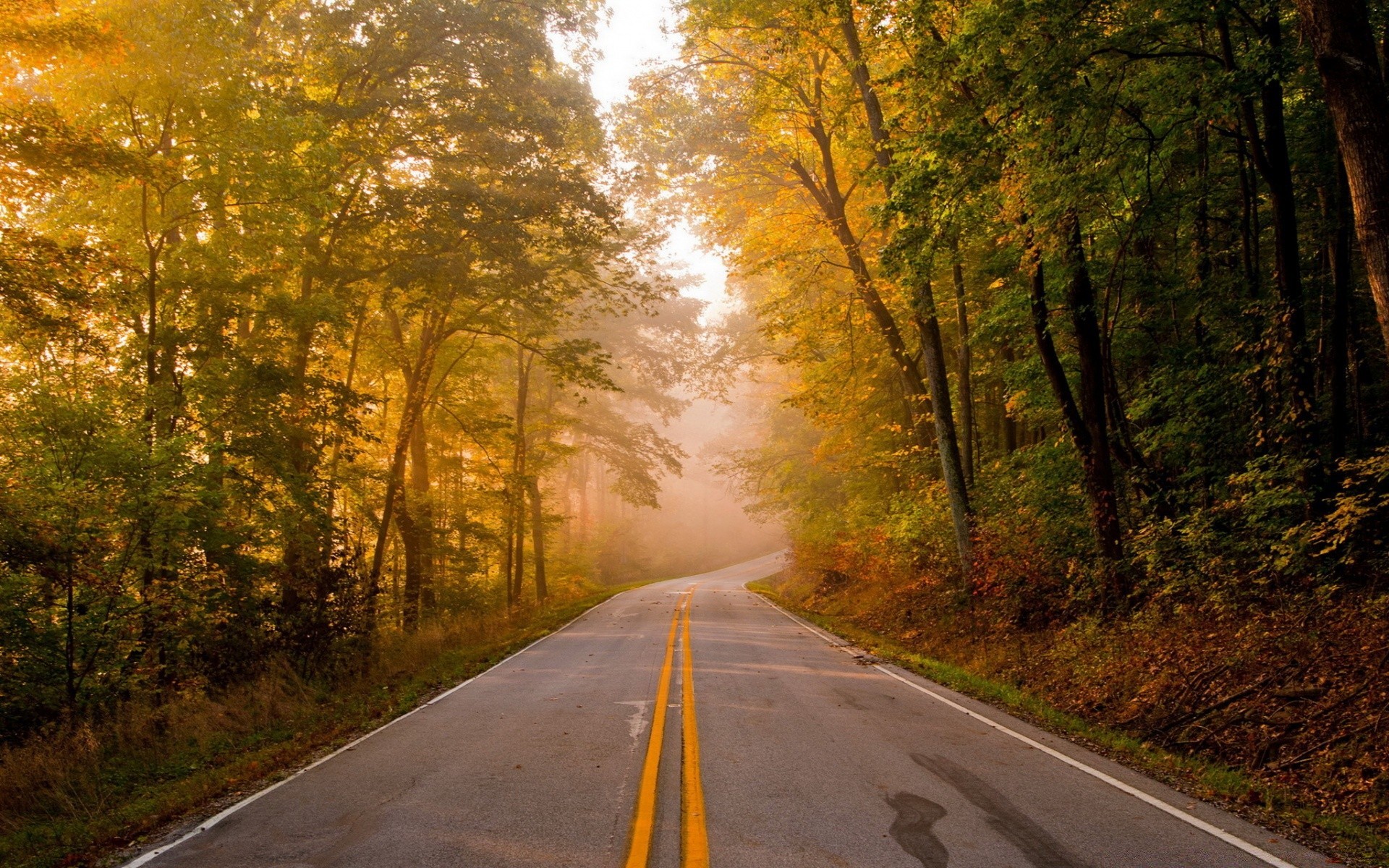 paisaje carretera guía asfalto otoño paisaje árbol carretera carril madera hoja al aire libre perspectiva niebla amanecer campo naturaleza