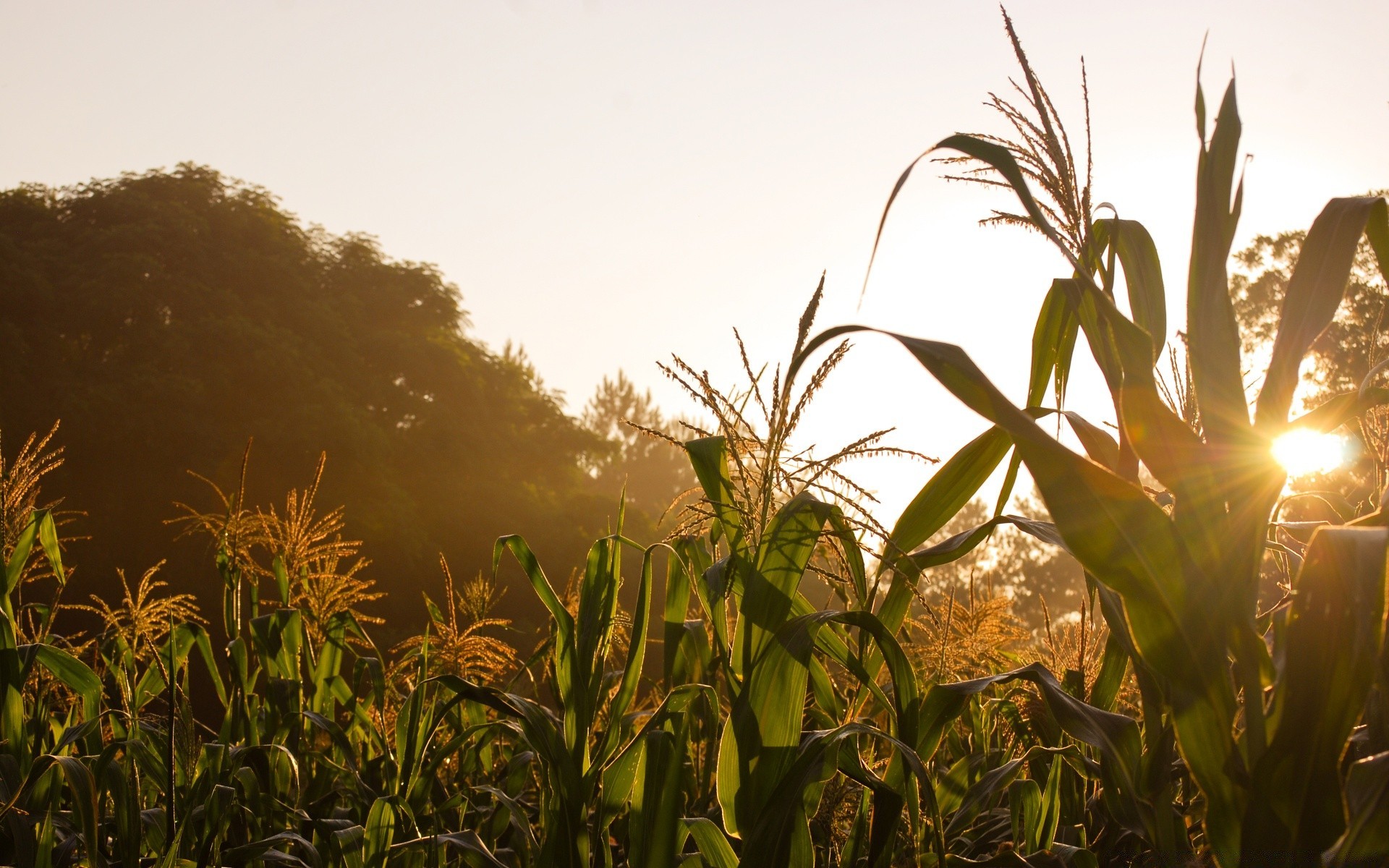 paysage paysage nature champ soleil coucher de soleil flore été ferme ciel fleur aube croissance agriculture feuille beau temps environnement extérieur rural jardin herbe