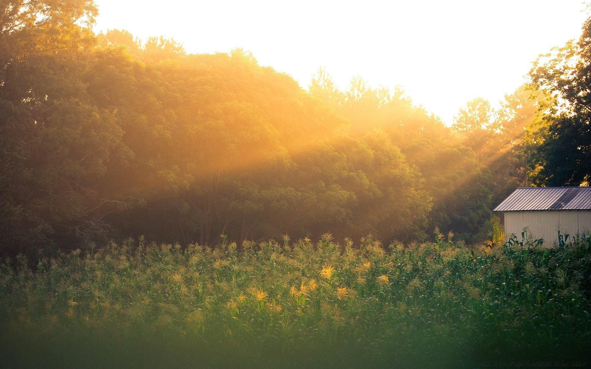 landscapes landscape dawn tree sunset fog outdoors evening nature agriculture farm cropland light daylight scenic fall environment sun field countryside