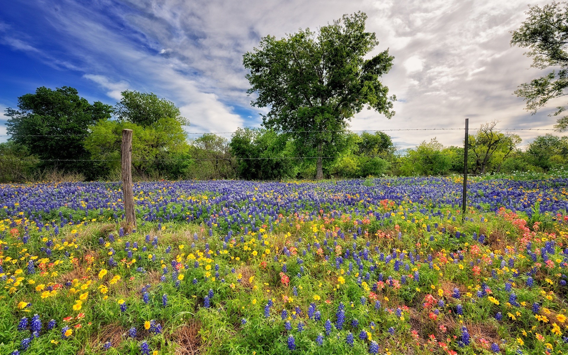 landscapes flower nature hayfield field landscape wildflower outdoors flora grass rural summer lupine springtime floral season leaf tree countryside