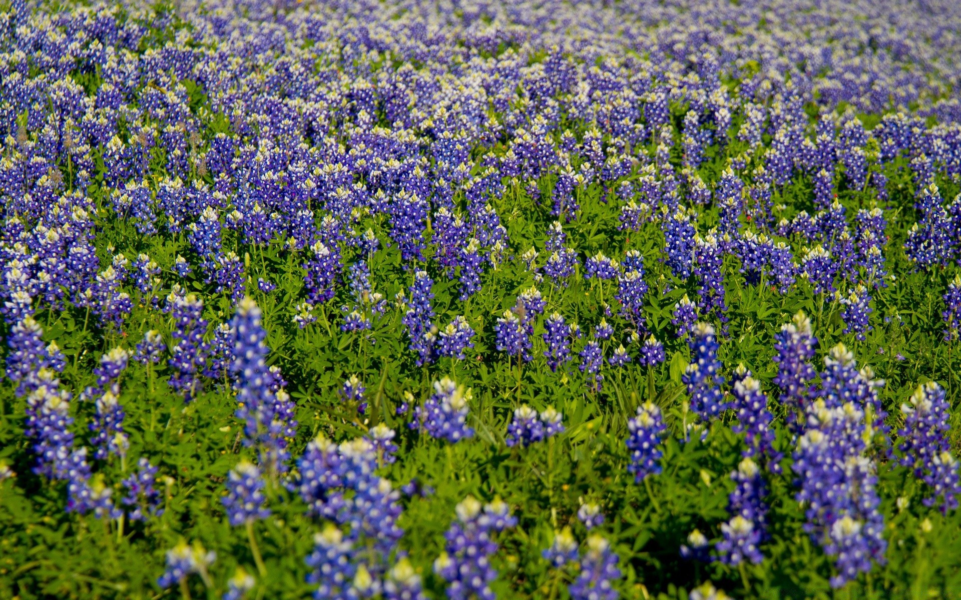 paysage fleur lupin foin nature flore champ été à l extérieur fleurs sauvages croissance herbe floral paysage couleur saison jardin rural bluming feuille