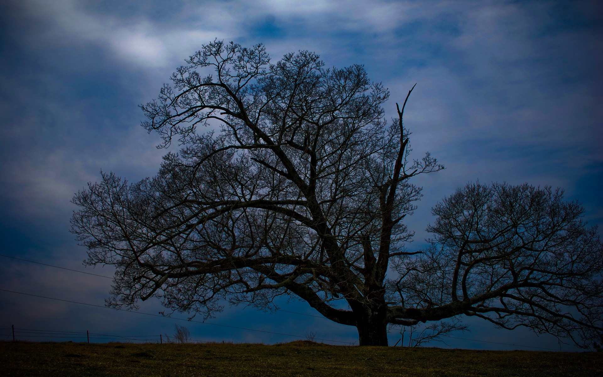 landscapes tree landscape nature alone wood dawn fall oak sky branch sun solitude countryside fog scenic weather outdoors park fair weather