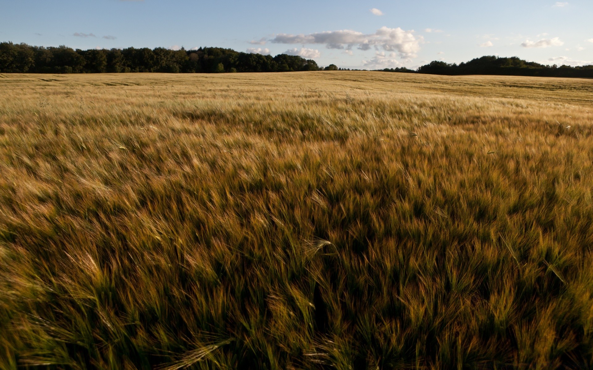 paisagens cereais trigo campo agricultura colheita pasto milho fazenda terra cultivada paisagem ao ar livre palha rural ouro pão natureza campo semente país