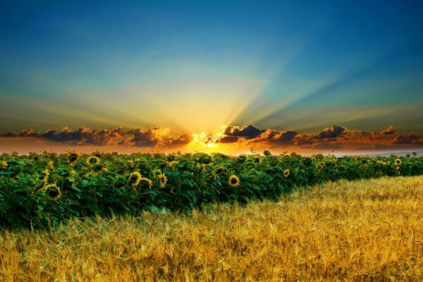 Un campo di girasoli sullo sfondo di un alba straordinaria