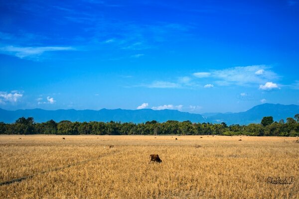 Agricoltura all aperto