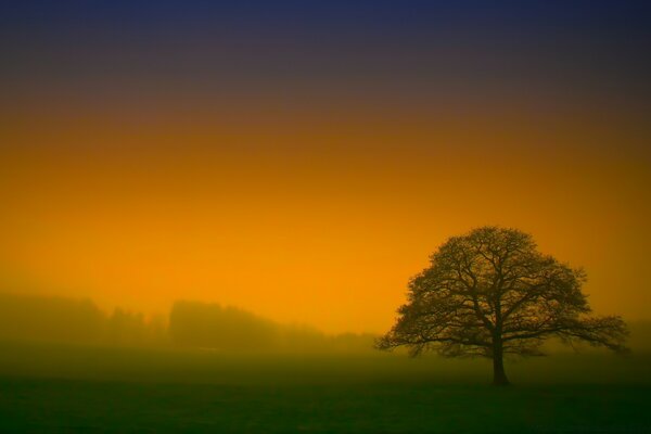 Paysage d arbre coucher de soleil dans le brouillard