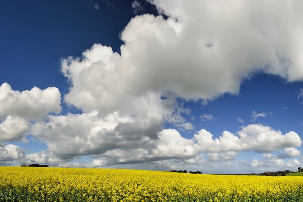 Blue sky and white clouds yellow flowers in the field