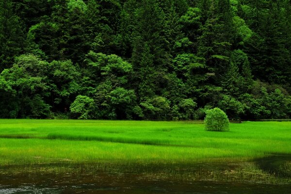 Grüne Wiesen und Wald. Geheimnisvoller Wald