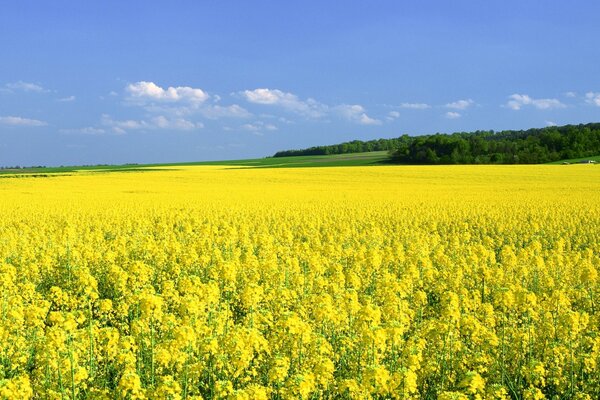 A field with yellow flowers and a forest in the background