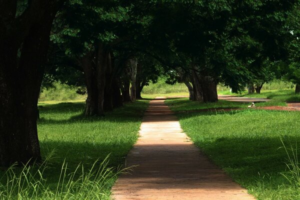 The road in the forest among the trees in the park