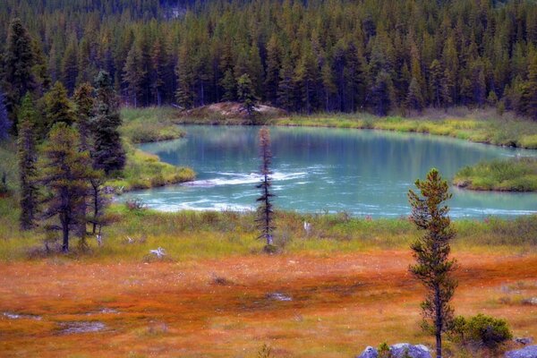 Lago della foresta. Paesaggio con alberi